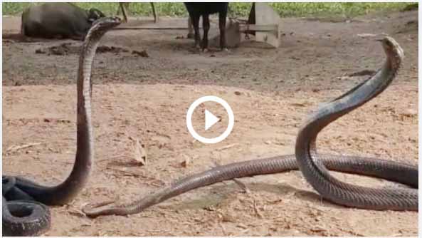 Snakes Viral Video