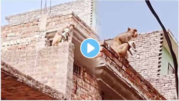 monkey kidnaps dog